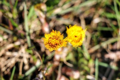 Close-up of yellow flowers blooming outdoors