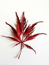 Close-up of red flower against white background