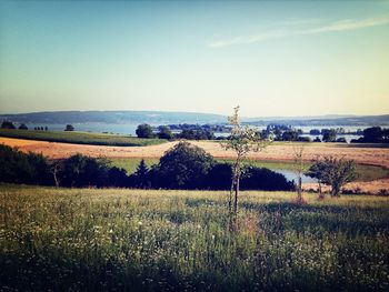 Scenic view of field against sky