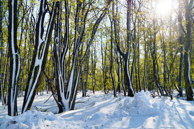 Trees in forest during winter