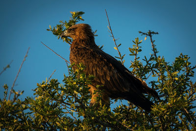 Low angle view of eagle perching on tree against sky