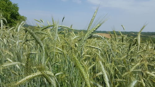 Wheat crops growing on field