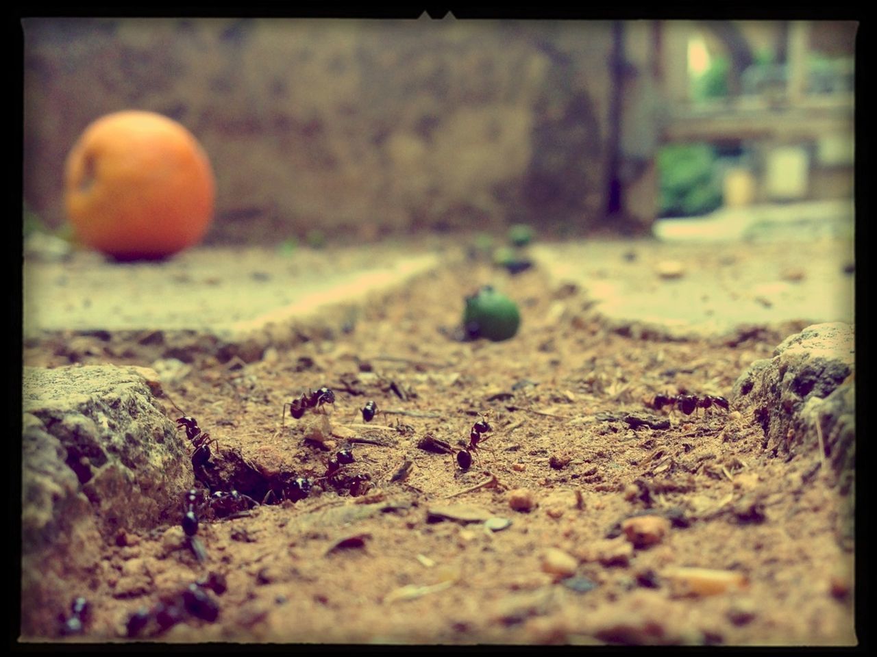 transfer print, auto post production filter, selective focus, nature, surface level, field, close-up, sand, outdoors, no people, day, tranquility, sunlight, focus on foreground, grass, orange color, beach, vignette, ground, leaf