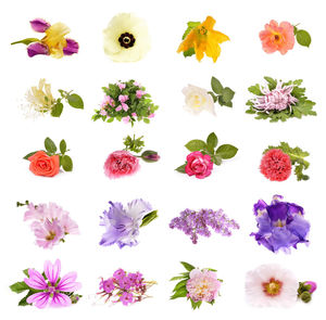 Close-up of flowering plants against white background