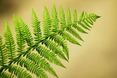 Close-up of fern leaves