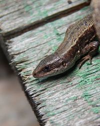 Close-up of lizard