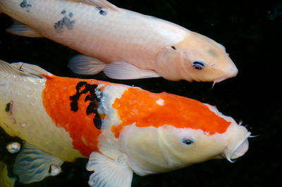 Close-up of fish in aquarium