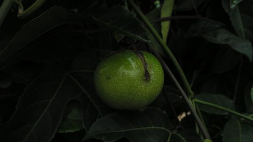 Close-up of fruit