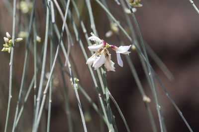 Close-up of white flower