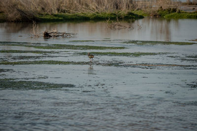 View of ducks swimming in lake