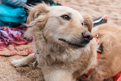 Close-up of a dog looking away