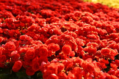 Full frame shot of red flowering plants