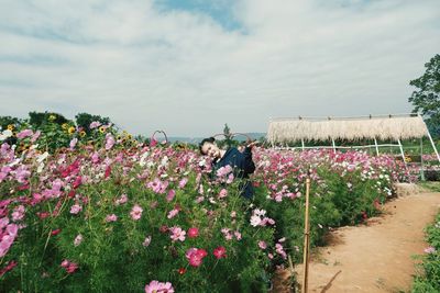 Flowering plants on land against sky