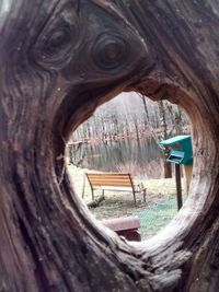 Close-up of wooden tree trunk