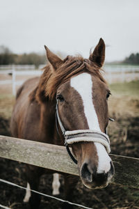 Close-up of horse on field