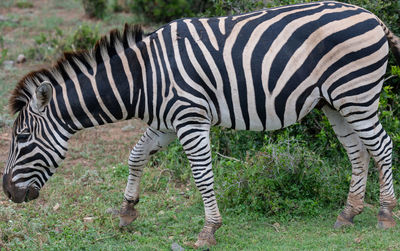 Zebra in the