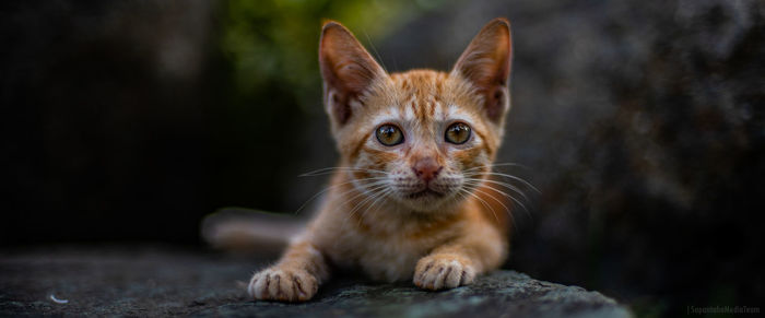 Portrait of ginger cat