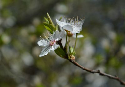 Close-up of white flowering plant