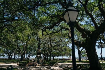 Street light by trees in park