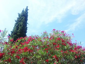 Low angle view of pink flowers blooming on tree