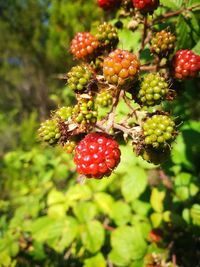 Close-up of strawberries on tree