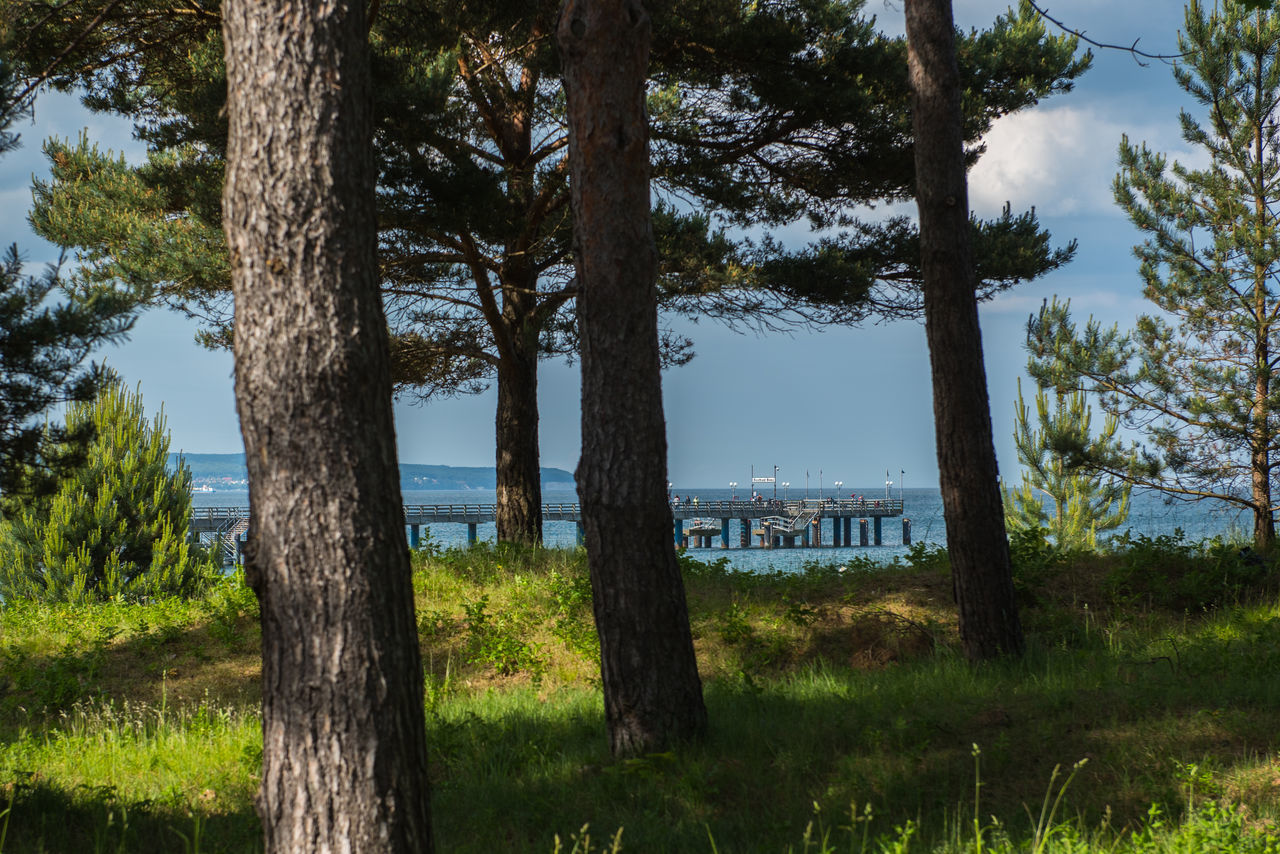 TREES ON RIVERBANK