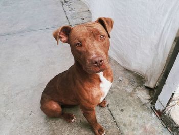 High angle portrait of dog sitting on floor