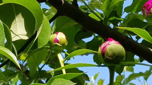 Low angle view of fruits growing on tree