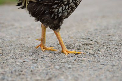 Low section of bird on sand