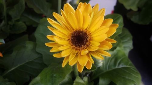 Close-up of yellow flower