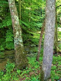 Trees growing in forest