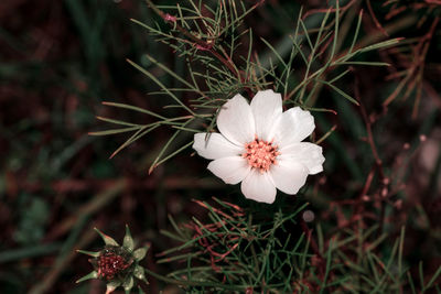 Close-up of white flowering plant