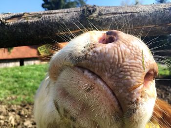 Close-up of pig snout peeking through wood fence