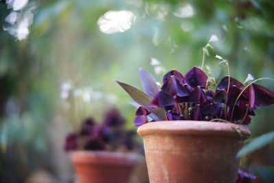 Close-up of potted plant