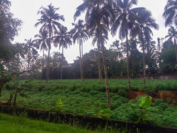 Scenic view of palm trees on field against sky