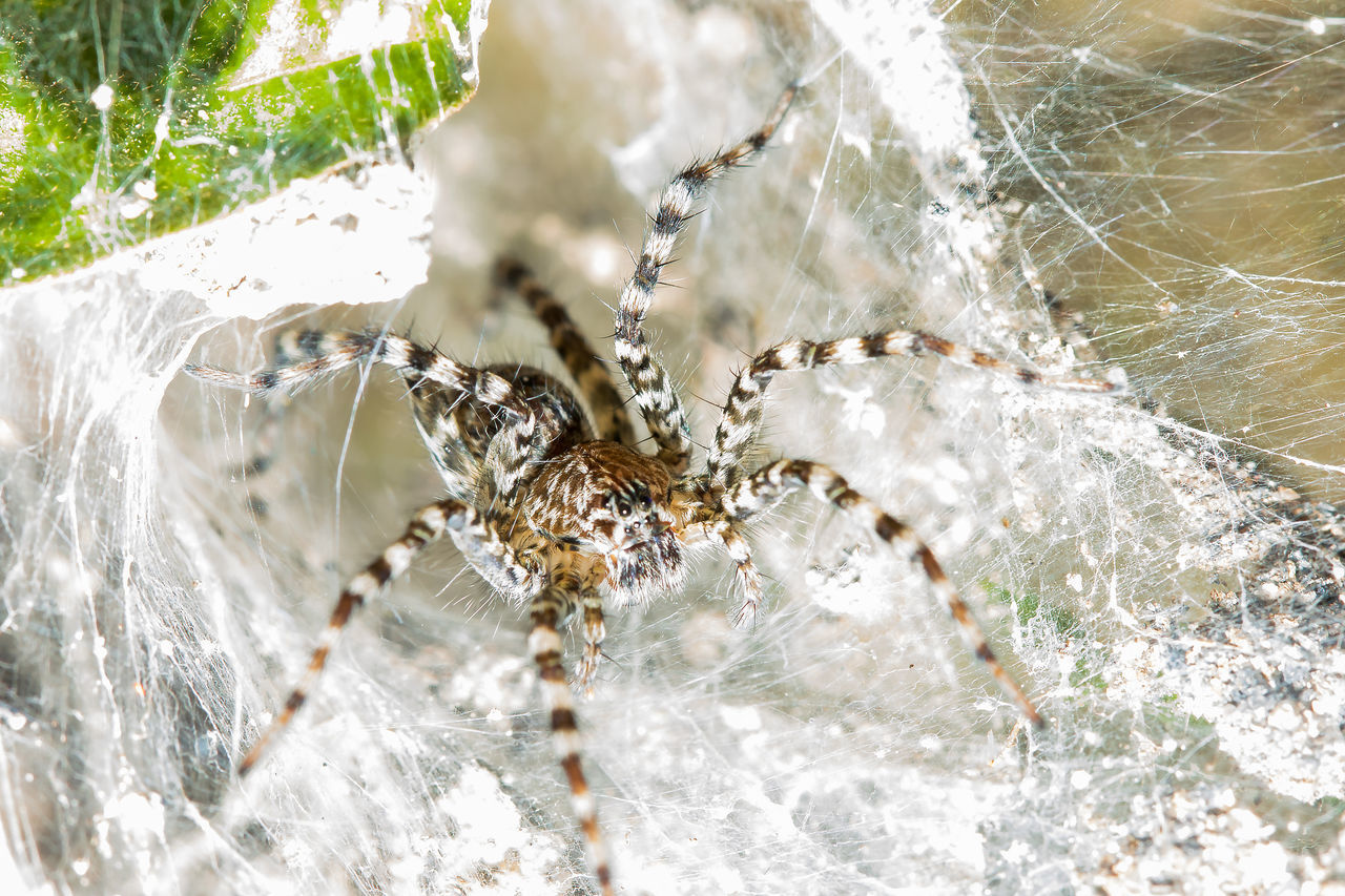 CLOSE-UP OF FROZEN WATER ON SPIDER WEB