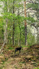 Horse in a forest