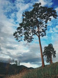 Low angle view of trees on field against sky