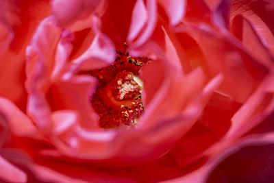 Close-up of rose flower