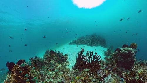 undersea