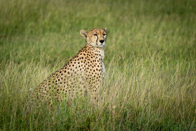 Female cheetah sits in grassland turning head