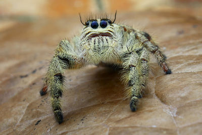 Close-up of spider