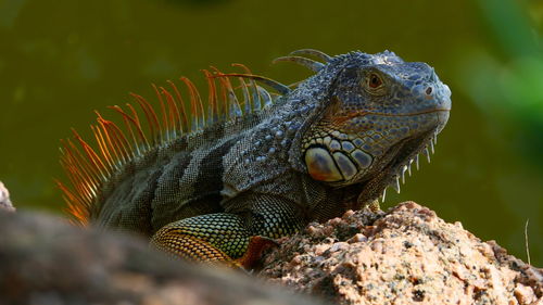 Close-up of iguana