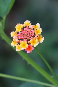 Close-up of yellow flower