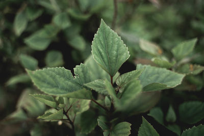 Close-up of green leaves on plant at field