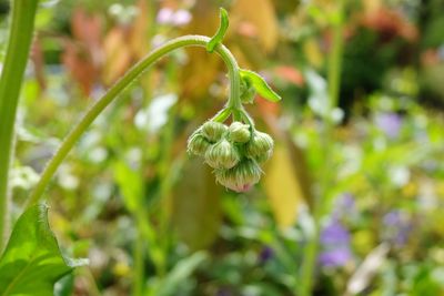 Close-up of flowering plant