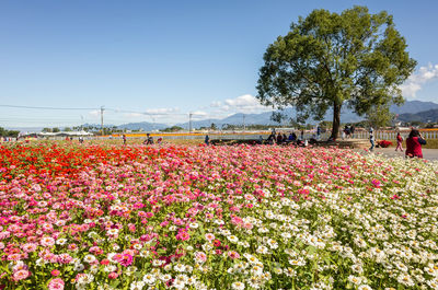View of flowering plants on field against sky