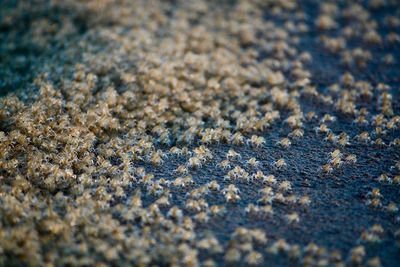 Full frame shot of sand