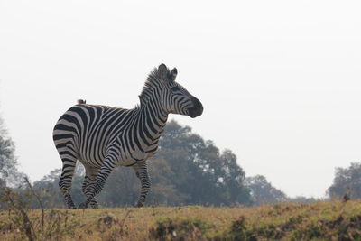 Zebra sitting on a field