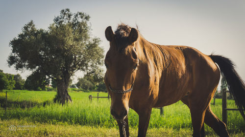 Horse standing in ranch